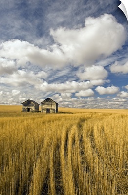 Field Showing Remains Of Wheat Straw After Summer Hail Damage, Saskatchewan