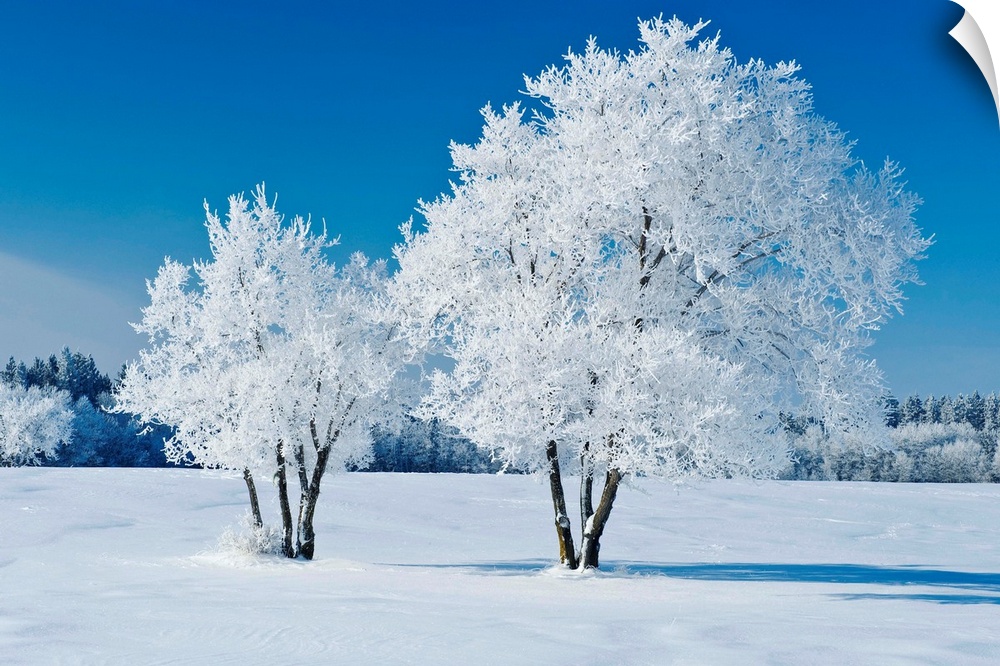 Field With Frost Covered Trees, Birds Hill Provincial Park, Manitoba, Canada