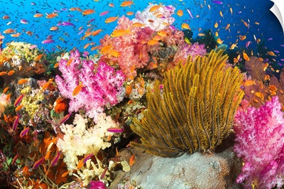 Fiji, Alconarian Coral And A Crinoid Along With Schooling Anthias