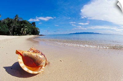 Fiji, Charonia Tritonis, A Triton's Trumpet Shell On Sandy Beach