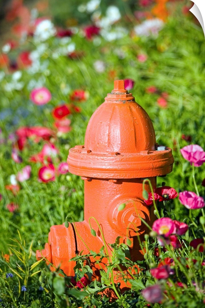 Fire hydrant and flowers, Kodiak Alaska.