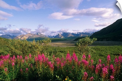 Fireweed Alaska Range Denali