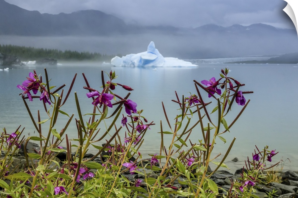 Fireweed (Chamaenerion angustifolium) and sculpted blue iceberg in Bear Glacier Lagoon, Kenai Fjords National Park Alaska,...