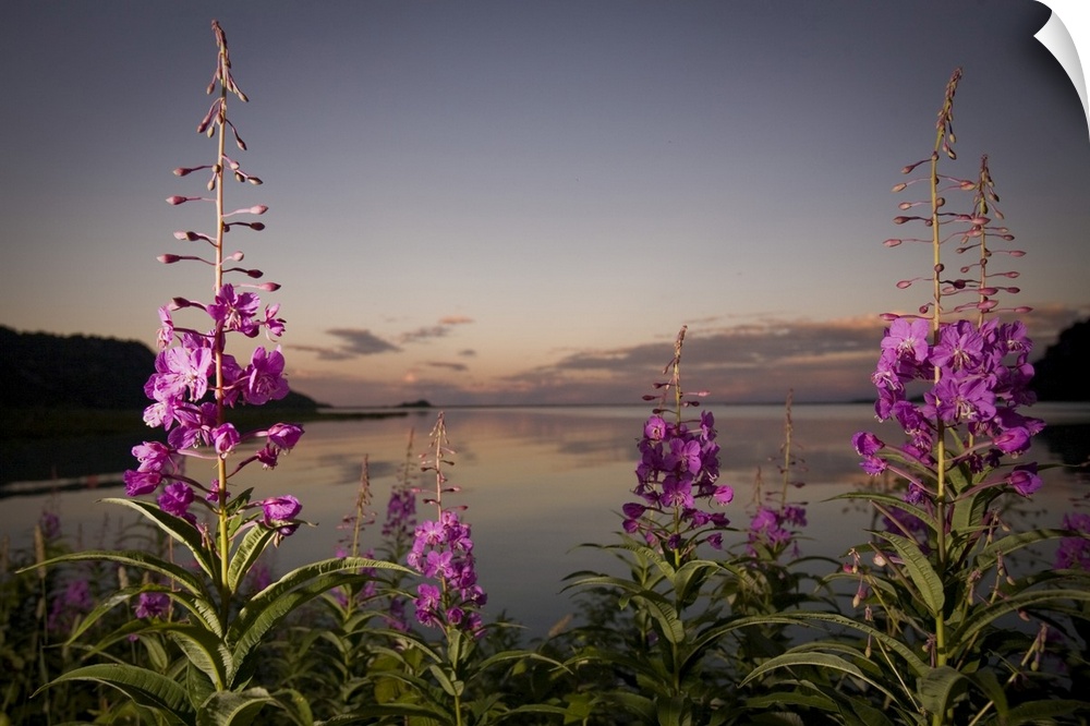 Close Up Of Fireweed With Big River Lakes In The Background At Sunset In Southcentral Alaska During Summer