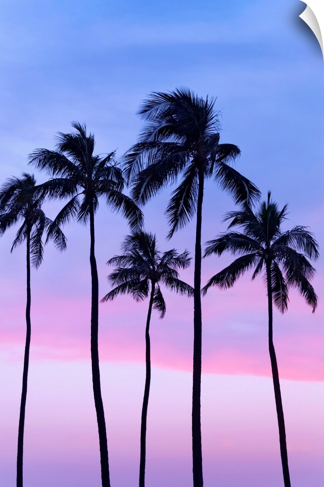 Five coconut palm trees in line with cotton candy sunset behind; Honolulu, Oahu, Hawaii, United States of America