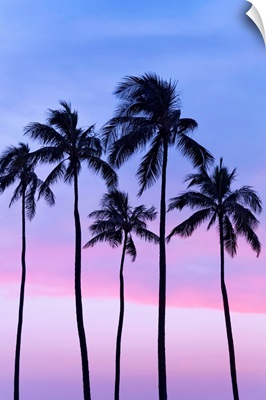 Five coconut palm trees