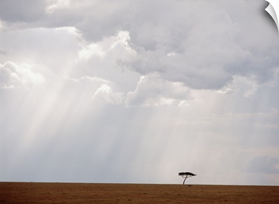 Flat-Topped Acacia Tree Beneath Stormy Skies; Kenya