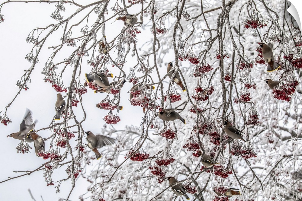 Flock of Bohemian waxwings (Bombycilla garrulus) sitting in a frosty Mountain-ash tree in winter as they feed on the matur...