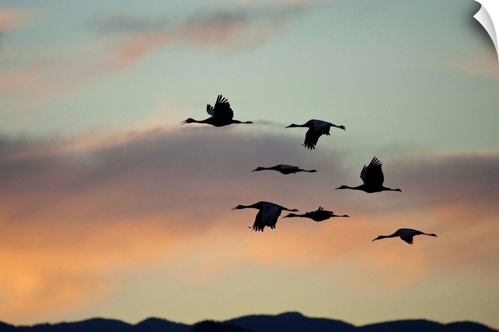 Flock of flying sandhill cranes at sunset, Bosque del Apache Wildlife Refuge, New Mexico