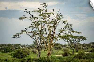 Flock Of Marabou Storks Perched In Tree, Serengeti National Park, Tanzania