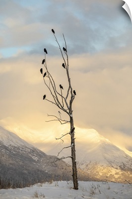 Flock Of Ravens, Portage Valley At Sunrise, Alaska