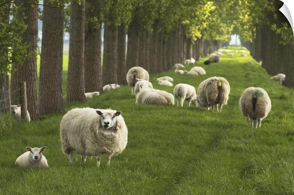 Flock of Sheep, Wolphaartsdijk, Zeeland, Netherlands