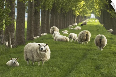 Flock Of Sheep, Wolphaartsdijk, Zeeland, Netherlands