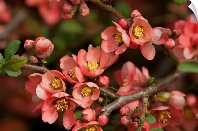 Flowering Branch Of The Japanese Dwarf Flowering Quince, Jamaica Plain, Massachusetts