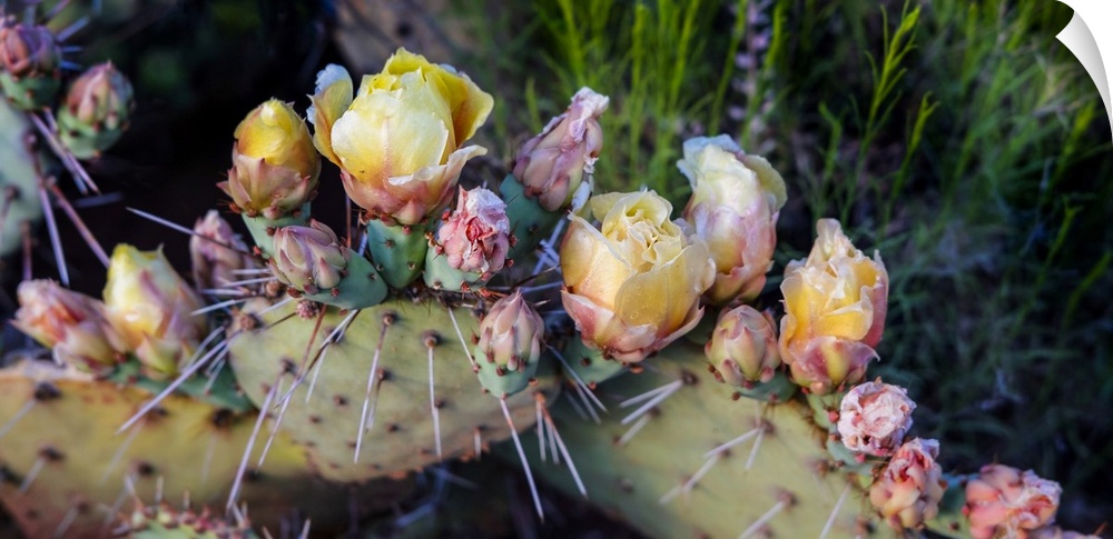 Flowers blossoming on a Prickly Pear Cactus plant (Opuntia violacca) in late spring; Sedona, Arizona, United States of Ame...