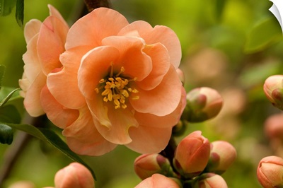 Flowers, buds, and branches of Camellia reticulata, in springtime.; New Hampshire.