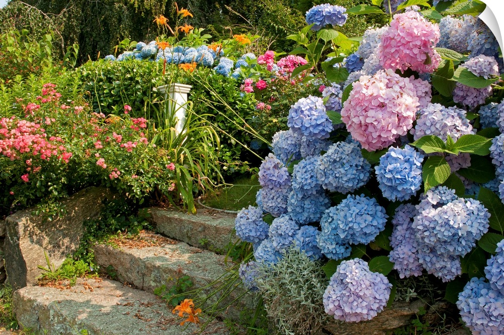 From the National Geographic Collection.  Photograph of steps carved from rock covered with snow ball bushes and flowers.