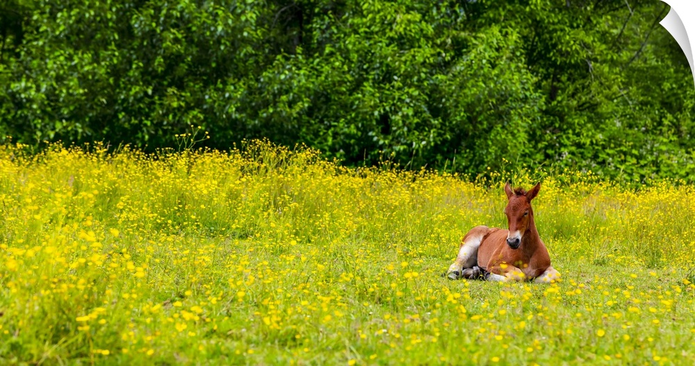 Foal lying down in a pasture; Saskatchewan, Canada