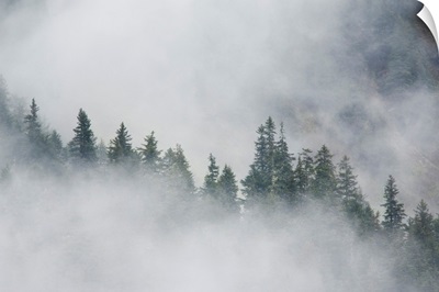 Fog rises among the trees on Fox Island. Kenai Fjords. Summer Kenai Peninsula Alaska
