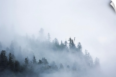 Fog shrouded trees along the British Columbia coastline near Prince Rupert, Canada