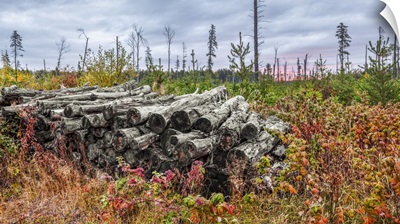 Foliage Grows Around A Pile Of Logs In A Forest, Thunder Bay, Ontario, Canada