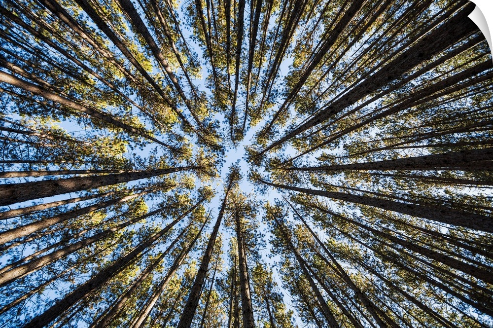 Looking Up At The Tree Tops Of The Pine Trees In The Forests Of Algonquin Park, Ontario, Canada