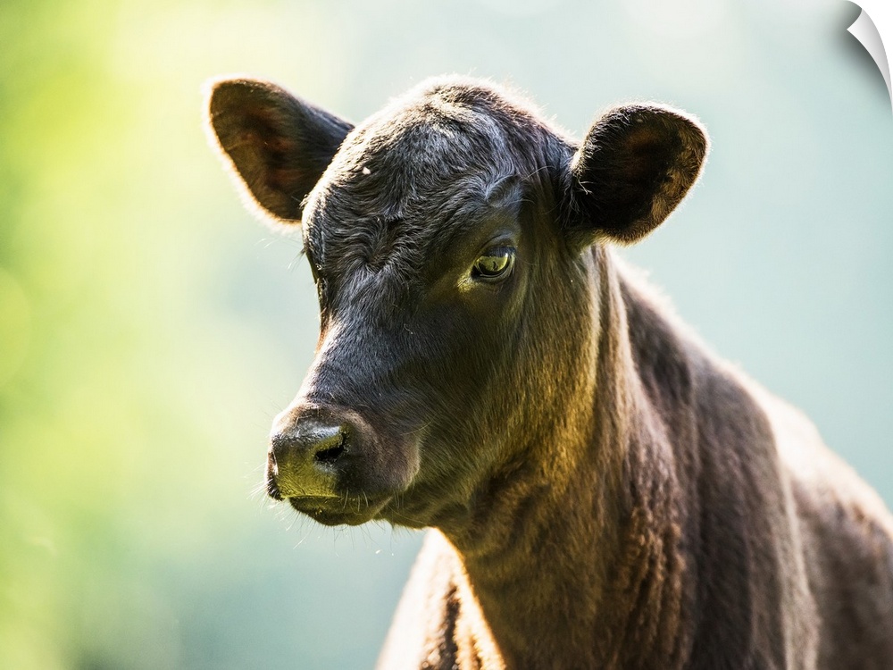Free range angus calf; Gaitor, Florida, United States of America