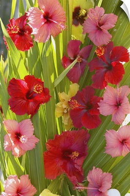 French Polyesia, Tahiti, Huahine, Red And Pink Hibiscus