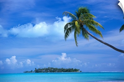 French Polynesia, Bora Bora, Coastal Scene Palm In Foreground, Calm Ocean