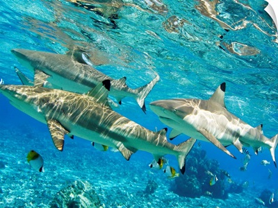French Polynesia, Rangiroa, Blue Lagoon, Blacktip Reef Shark (Carcharhinus Melanopterus)