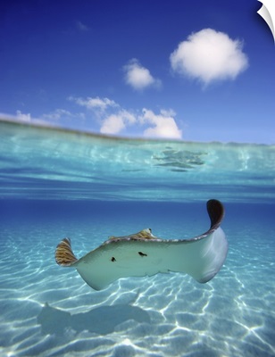 French Polynesia, Tahiti, Bora Bora, Stingray In Beautiful Turquoise Water