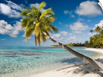 French Polynesia, Tahiti, Tuamotu Islands, Rangiora, Palm Tree On The Beach