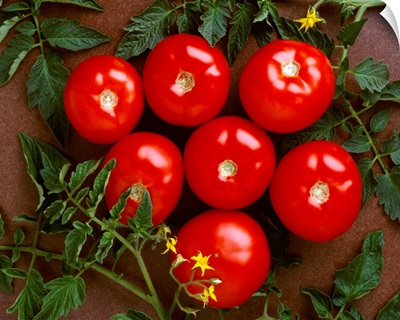 Fresh market tomatoes on a dark brown background