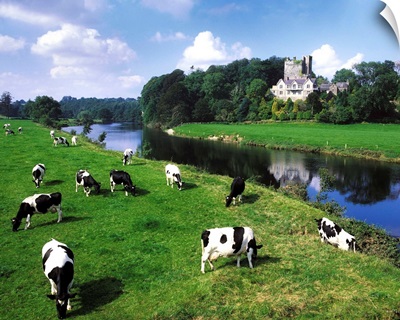 Friesian Cattle, Ballyhooley, County Cork, Ireland