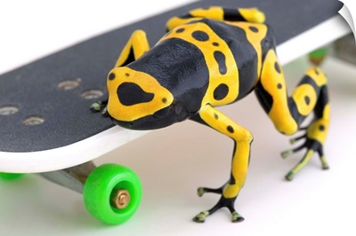 Frog On A Skateboard