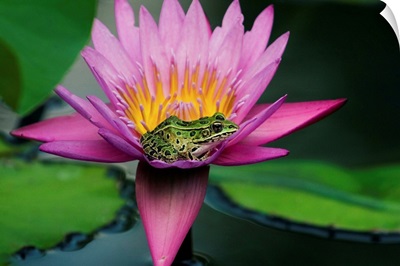 Frog On A Waterlily In Urban Pond, Leo Mol Garden, Winnipeg, Manitoba, Canada