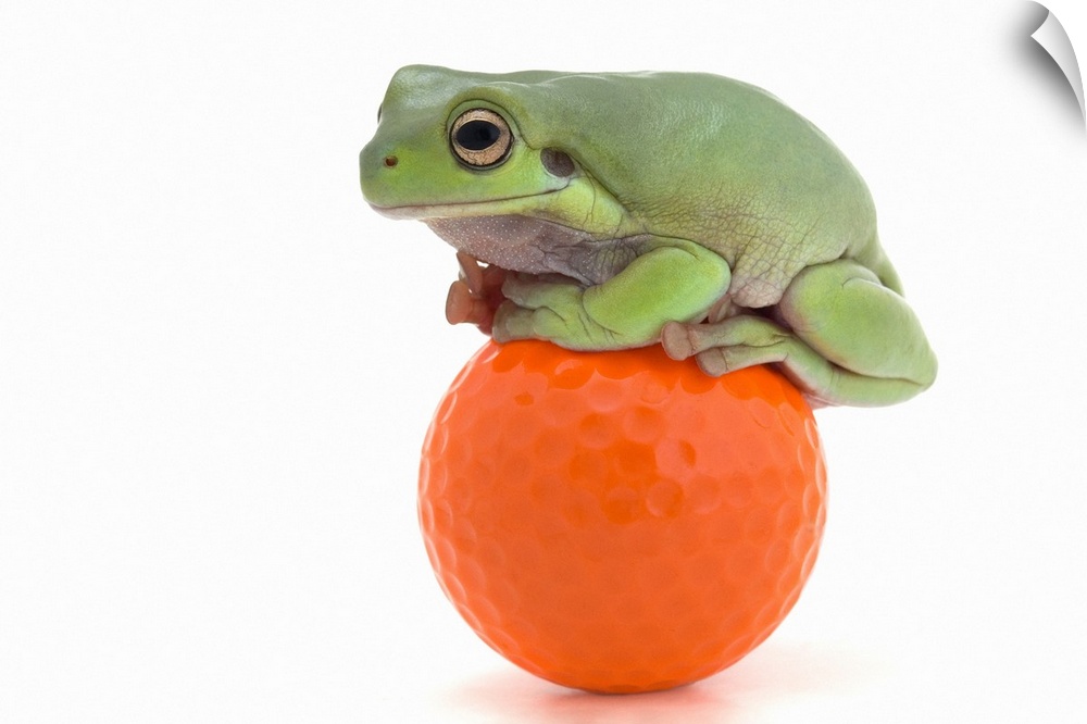 Frog Sitting On A Golf Ball