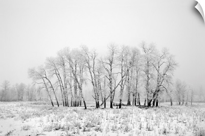 Frost And Fog At Elk Island National Park, Alberta, Canada
