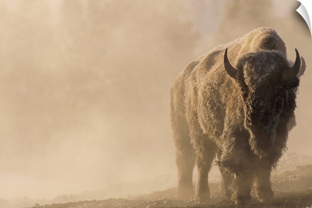 Portrait of a frost covered bison (Bison bison) standing in a steamy landscape with a golden sunlit glow in Yellowstone Na...