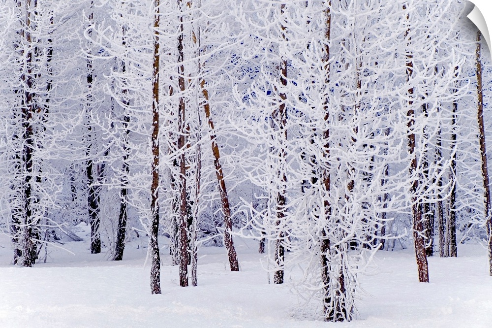 Wall docor of a snowy forest of trees with thin trunks.