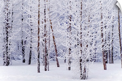Frost Covered Cottonwood Trees near Portage, Alaska