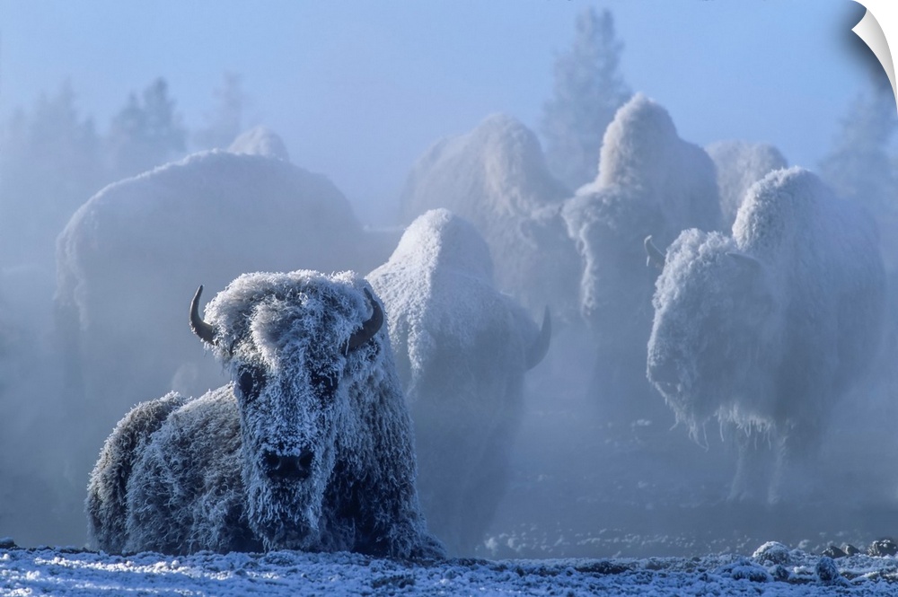 Frost covered herd of American bison (Bison bison) one lying down and others standing as still as possible in the backgrou...