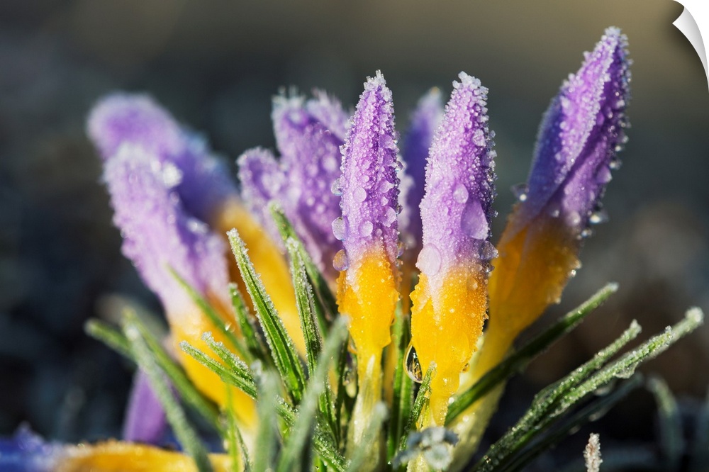 Frost forms on crocuses in the spring. Astoria, Oregon, United States of America.
