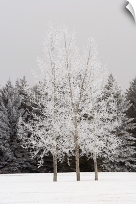 Frost On Trees
