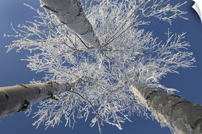 Frosty Covered Birch Tree Reaching Up To Clear Blue Sky, Thunder Bay, Ontario, Canada