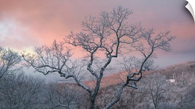 Frosty Tree Under A Pink Sunrise Sky