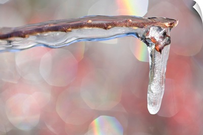 Frozen Icicle On The Edge Of A Branch