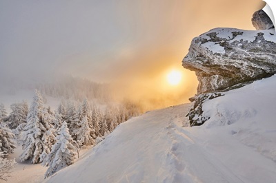 Frozen Norway Spruce At Sunrise On Mount Arber In The Bavarian Forest, Bavaria, Germany