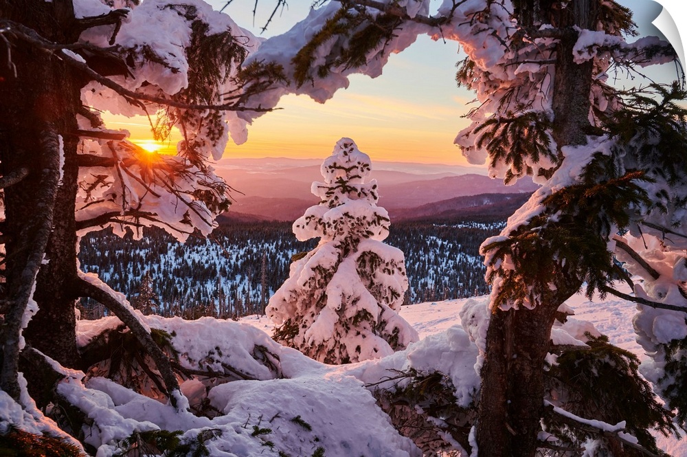 Frozen Norway spruce or European spruce (Picea abies) trees at sunset on Mount Lusen, Bavarian Forest, Bavaria, Germany