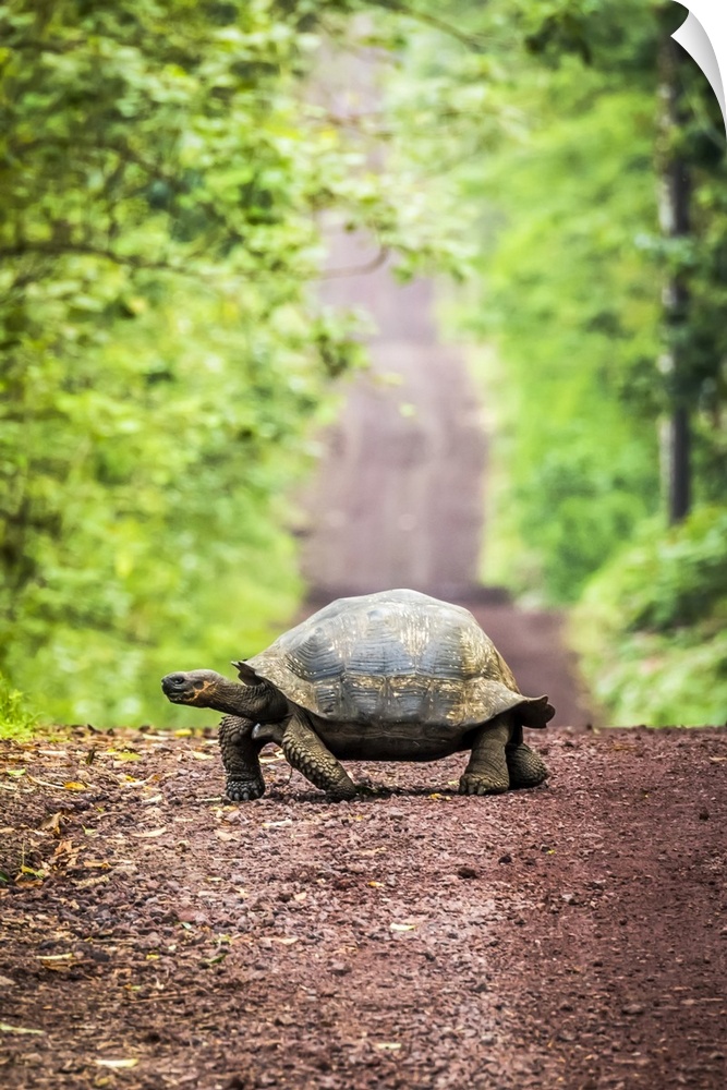 Galapagos giant tortoise (Chelonoidis nigra)  lumbers slowly across a long, straight dirt road that stretches off to the h...